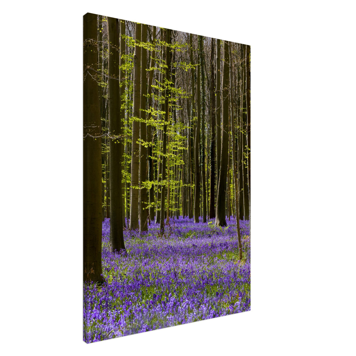  nature collection wall art spring