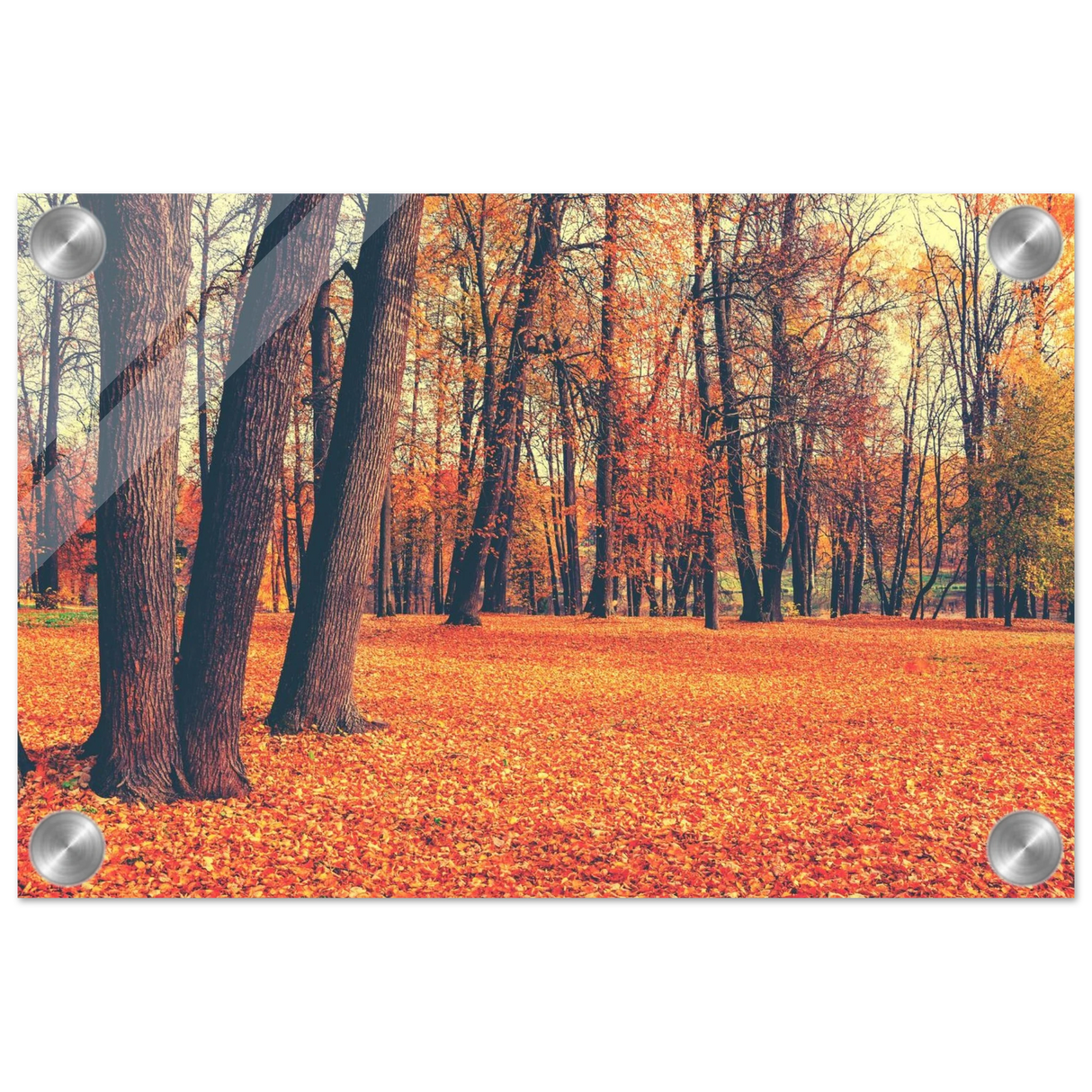 golden silence in autumn a tranquil forest escape wall art print50x75 cm / 20x30″Aluminum Print
