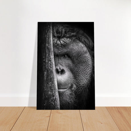  animal kingdom wall art wildlife apes