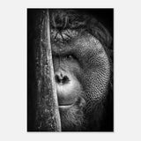  animal kingdom wall art wildlife apes