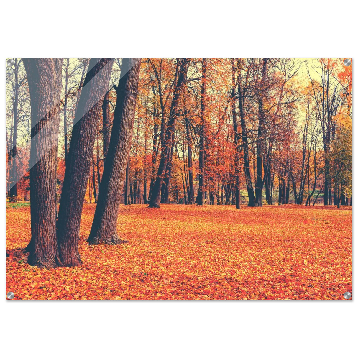 golden silence in autumn a tranquil forest escape wall art print60x90 cm / 24x36″Framed Canvas