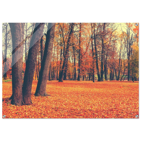 golden silence in autumn a tranquil forest escape wall art print60x90 cm / 24x36″Framed Canvas