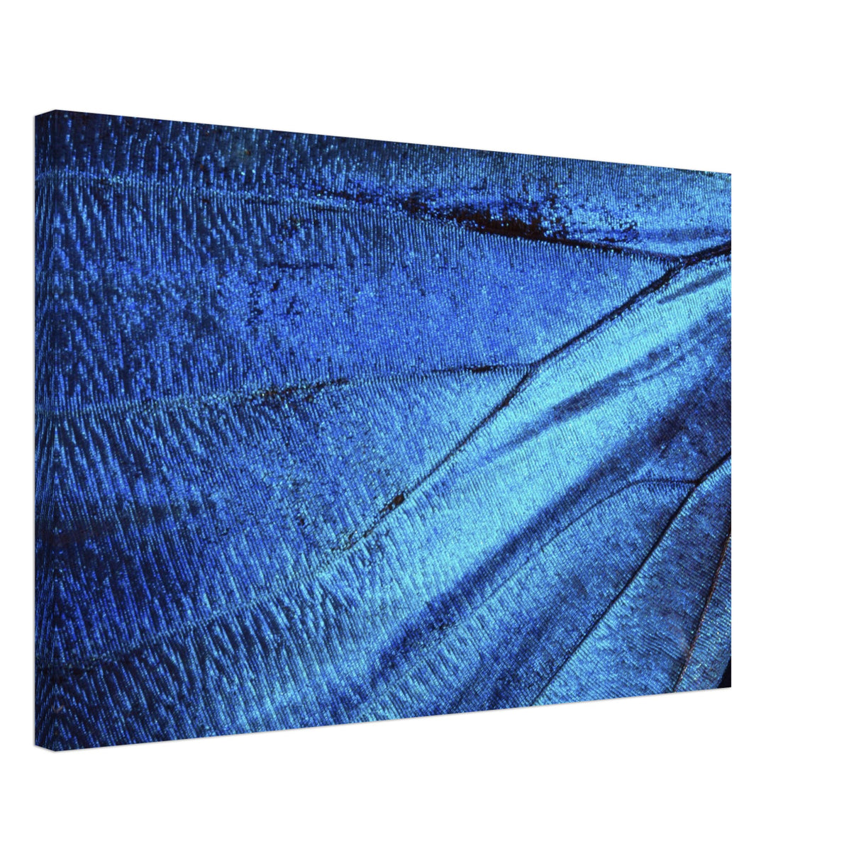  wall art blue butterfly wing
