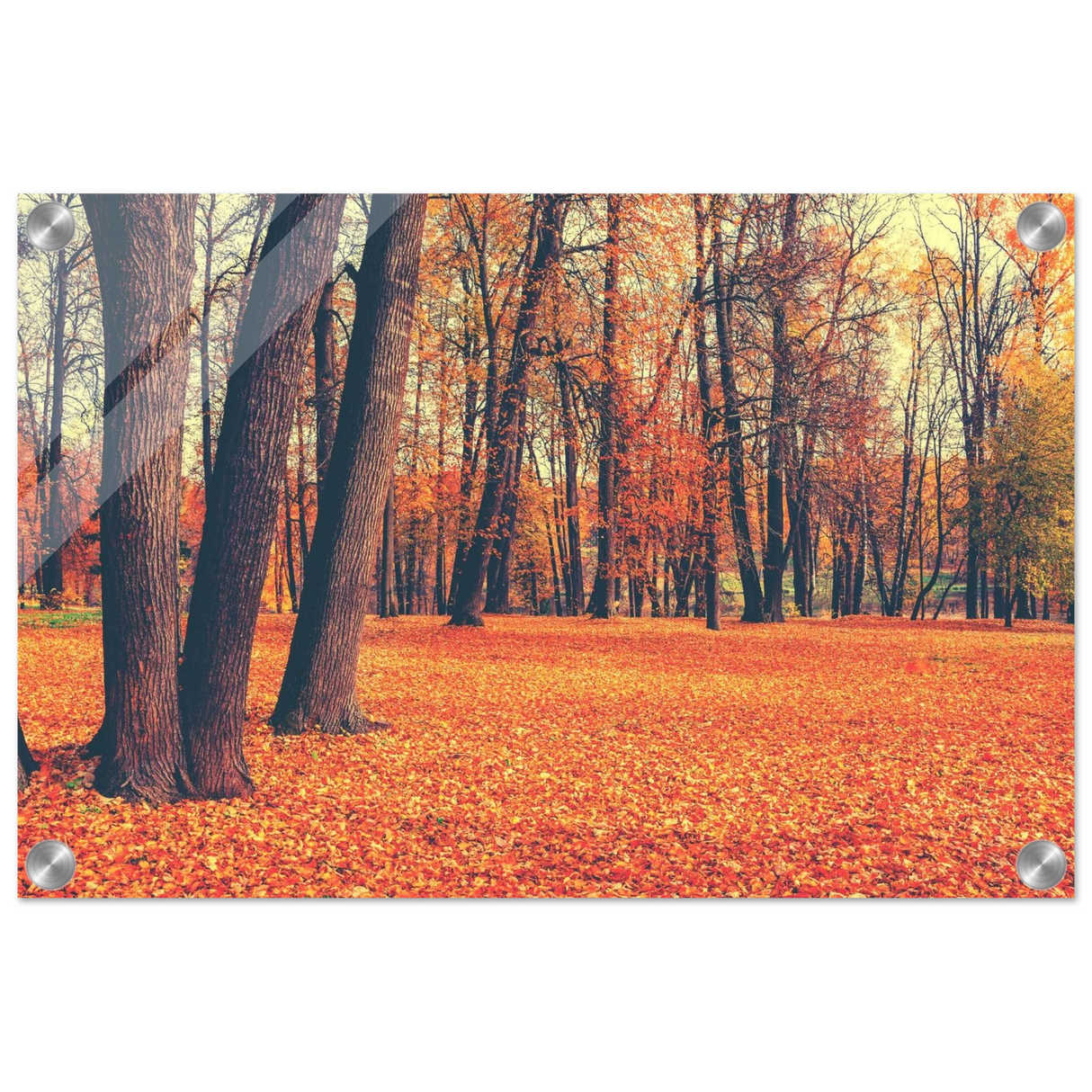 golden silence in autumn a tranquil forest escape wall art print70x100 cm / 28x40″Wood Prints