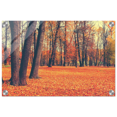 golden silence in autumn a tranquil forest escape wall art print70x100 cm / 28x40″Wood Prints