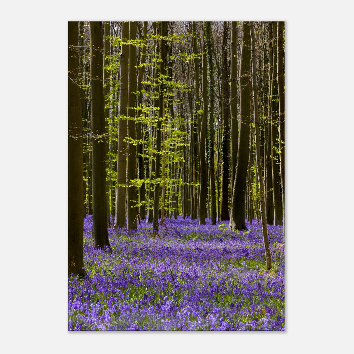  nature collection wall art spring