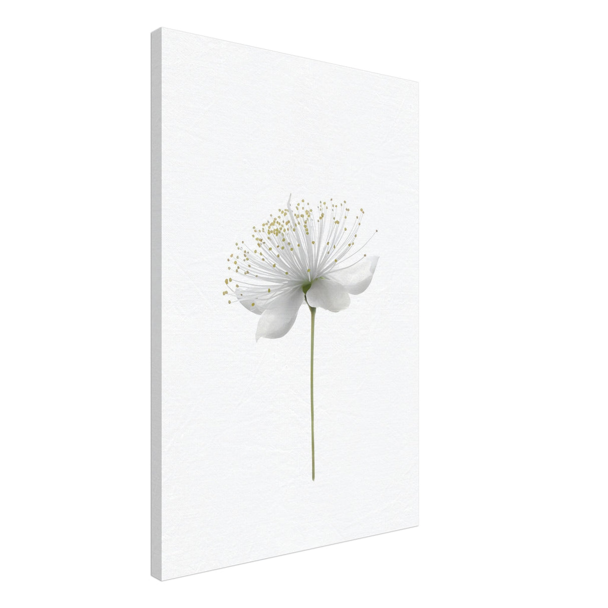 da vinci nature wall art floral 1