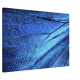  wall art blue butterfly wing