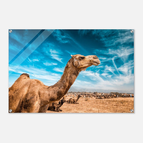 Animal Kingdom Wall art print collection | Camel - Acrylic Print - 60x90 cm / 24x36″ - 