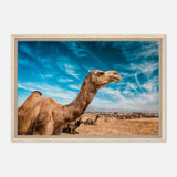 Animal Kingdom Wall art print collection | Camel - Framed Canvas - 40x60 cm / 16x24″ - Wood frame