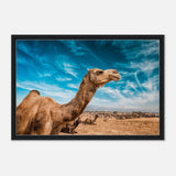 Animal Kingdom Wall art print collection | Camel - Framed Canvas - 50x75 cm / 20x30″ - Black frame
