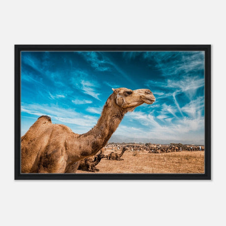 Animal Kingdom Wall art print collection | Camel - Framed Canvas - 50x75 cm / 20x30″ - Black frame