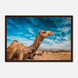 Animal Kingdom Wall art print collection | Camel - Framed Canvas - 60x90 cm / 24x36″ - Dark wood frame