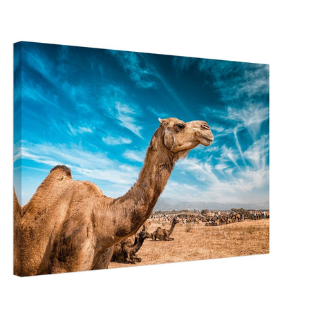 Animal Kingdom Wall art print collection | Camel - Canvas - 40x60 cm / 16x24″ - 