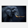 Animal Kingdom Wall art print collection | Elephant | Golden Tusk - Aluminum Print - 30x45 cm / 12x18″ - 