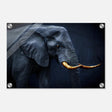 Animal Kingdom Wall art print collection | Elephant | Golden Tusk - Acrylic Print - 30x45 cm / 12x18″ - 