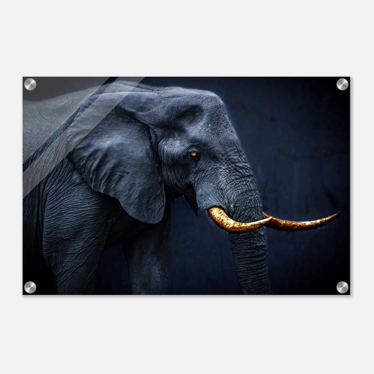 Animal Kingdom Wall art print collection | Elephant | Golden Tusk - Acrylic Print - 40x60 cm / 16x24″ - 