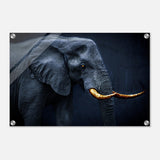Animal Kingdom Wall art print collection | Elephant | Golden Tusk - Acrylic Print - 40x60 cm / 16x24″ - 