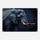 Animal Kingdom Wall art print collection | Elephant | Golden Tusk - Acrylic Print - 60x90 cm / 24x36″ - 