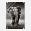 Animal Kingdom Wall art print collection | Elephant - Acrylic Print - 30x45 cm / 12x18″ - 