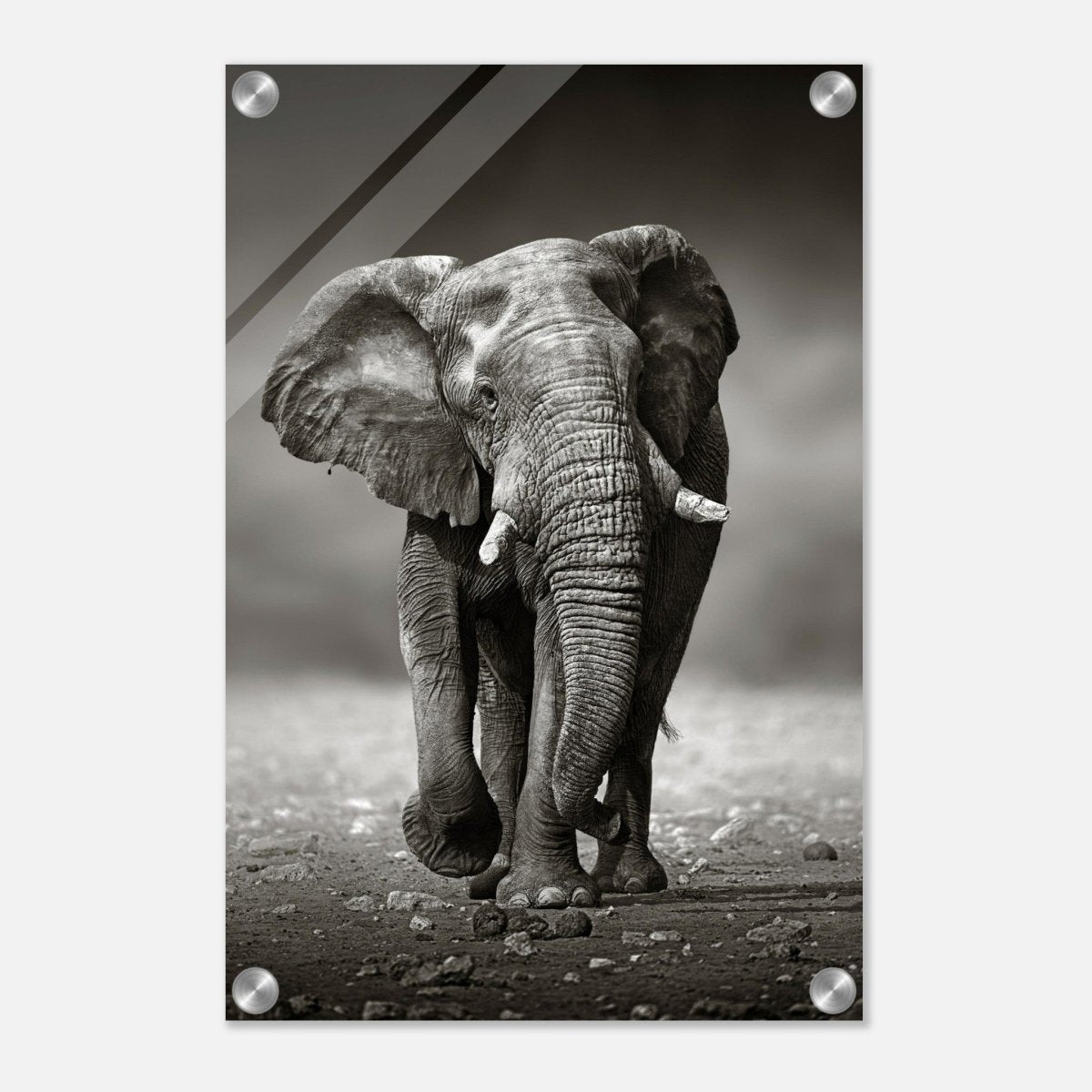 Animal Kingdom Wall art print collection | Elephant - Acrylic Print - 30x45 cm / 12x18″ - 