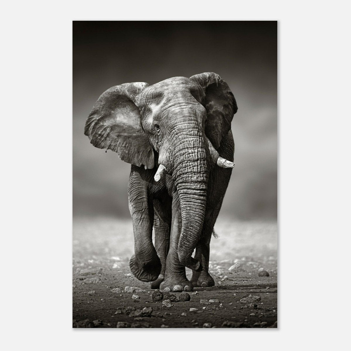 Animal Kingdom Wall art print collection | Elephant - Aluminum Print - 40x60 cm / 16x24″ - 