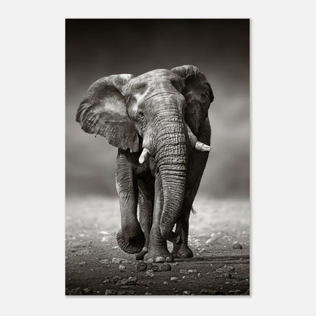 Animal Kingdom Wall art print collection | Elephant - Aluminum Print - 40x60 cm / 16x24″ - 