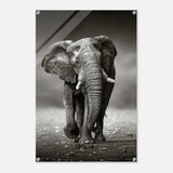 Animal Kingdom Wall art print collection | Elephant - Acrylic Print - 60x90 cm / 24x36″ - 
