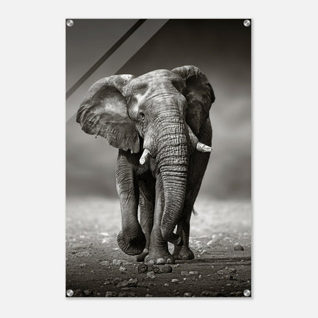 Animal Kingdom Wall art print collection | Elephant - Acrylic Print - 60x90 cm / 24x36″ - 