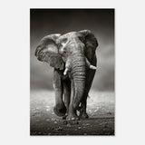 Animal Kingdom Wall art print collection | Elephant - Aluminum Print - 50x75 cm / 20x30″ - 