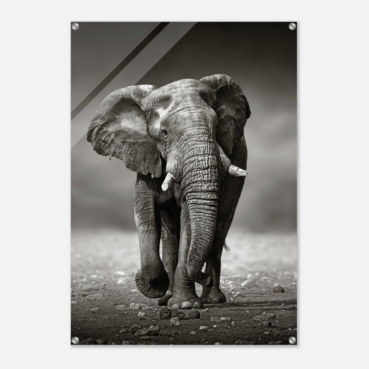 Animal Kingdom Wall art print collection | Elephant - Acrylic Print - 70x100 cm / 28x40″ - 