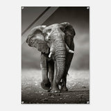 Animal Kingdom Wall art print collection | Elephant - Acrylic Print - 70x100 cm / 28x40″ - 