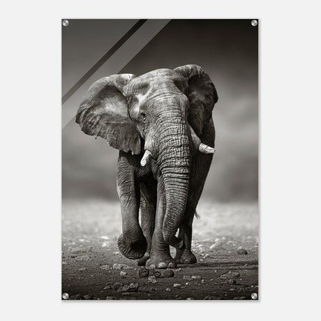Animal Kingdom Wall art print collection | Elephant - Acrylic Print - 70x100 cm / 28x40″ - 