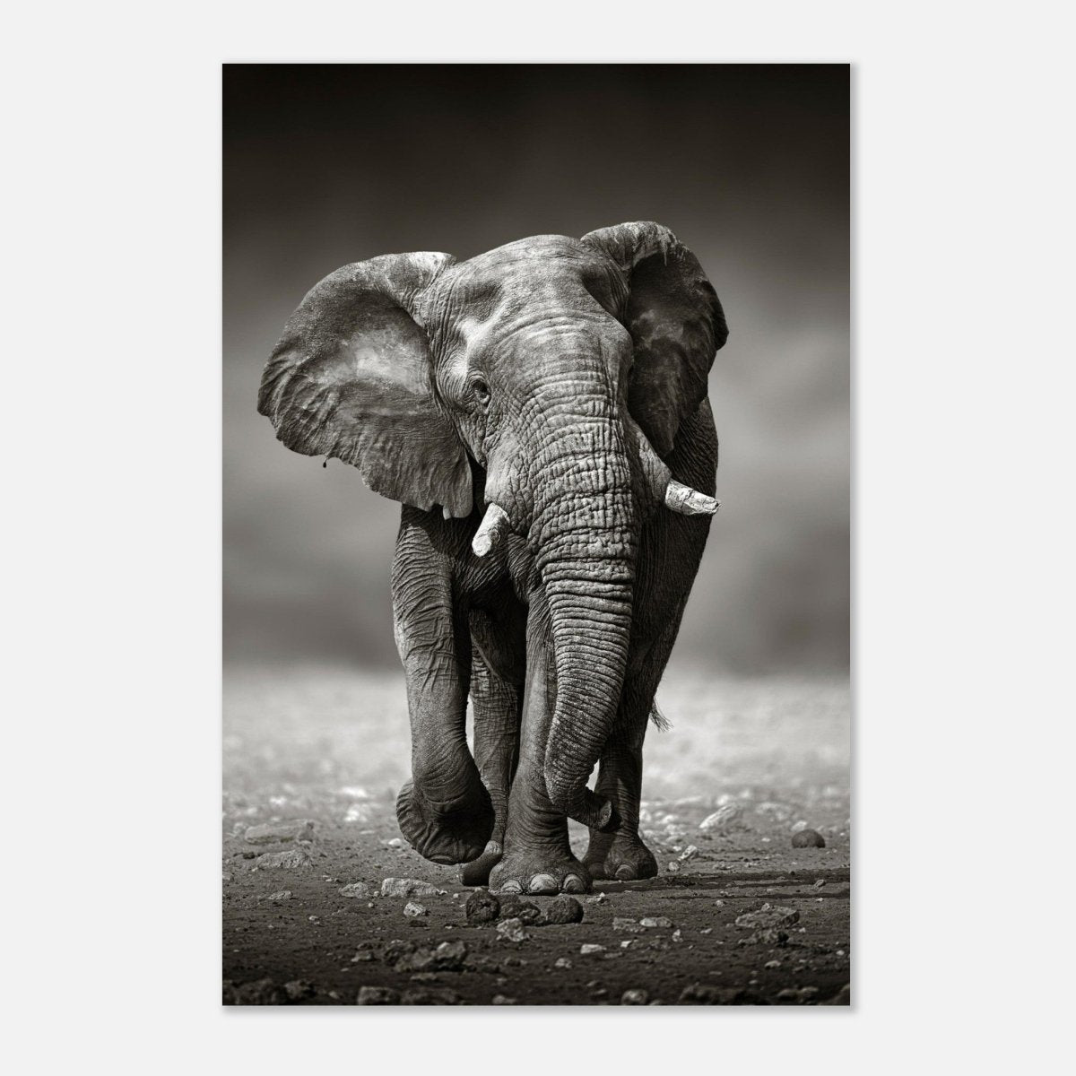 Animal Kingdom Wall art print collection | Elephant - Aluminum Print - 60x90 cm / 24x36″ - 