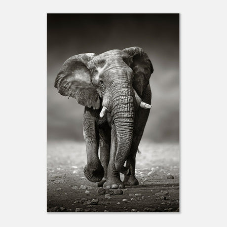 Animal Kingdom Wall art print collection | Elephant - Aluminum Print - 60x90 cm / 24x36″ - 