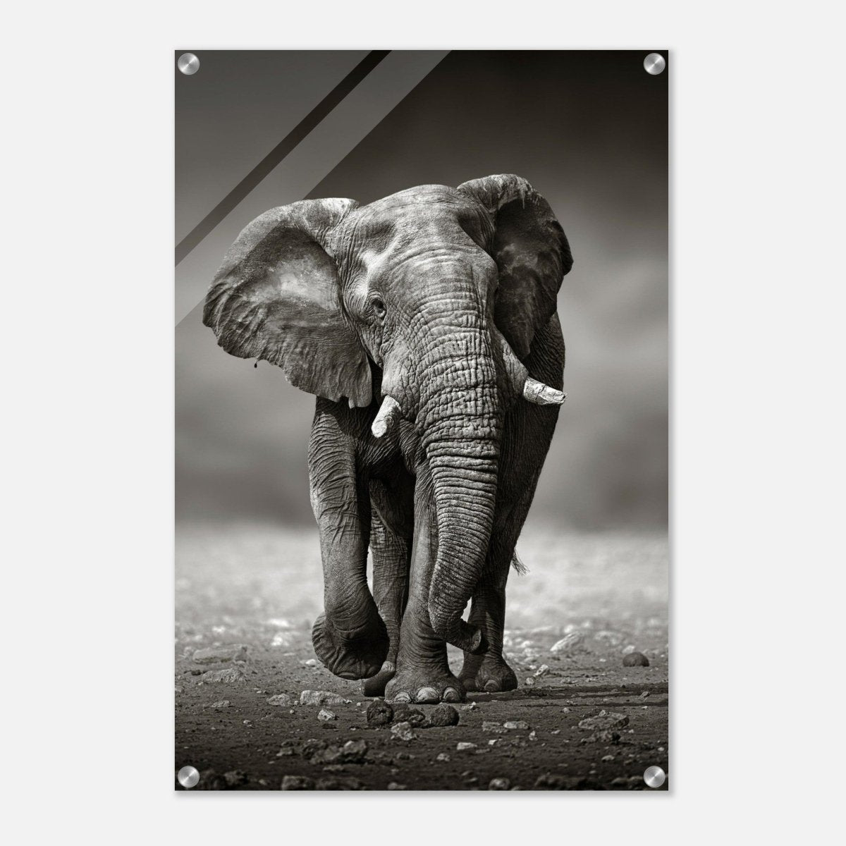 Animal Kingdom Wall art print collection | Elephant - Acrylic Print - 50x75 cm / 20x30″ - 