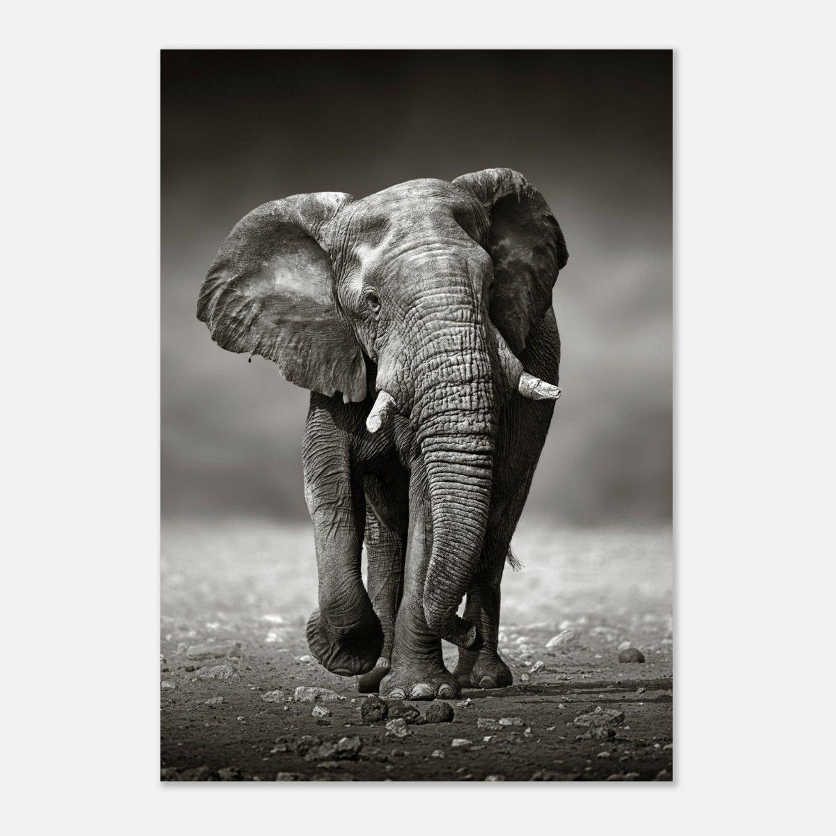 Animal Kingdom Wall art print collection | Elephant - Aluminum Print - 70x100 cm / 28x40″ - 
