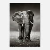 Animal Kingdom Wall art print collection | Elephant - Aluminum Print - 70x100 cm / 28x40″ - 