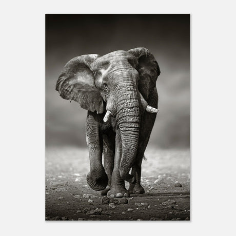 Animal Kingdom Wall art print collection | Elephant - Aluminum Print - 70x100 cm / 28x40″ - 