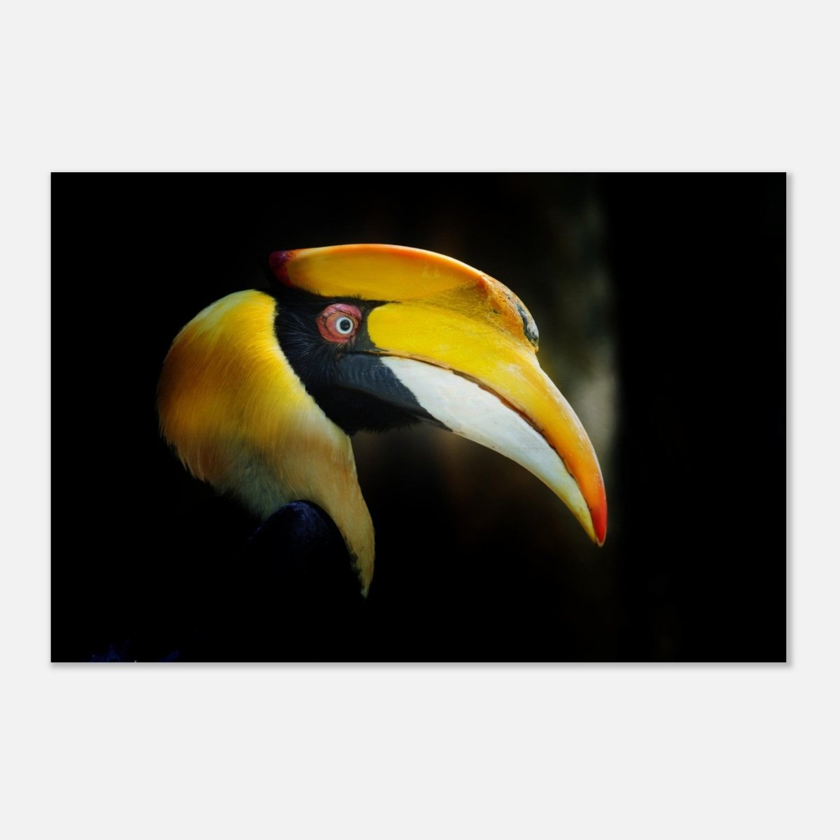 Animal Kingdom Wall art print collection | Great Indian Hornbill - Wood Prints - 50x75 cm / 20x30″ - 20 mm