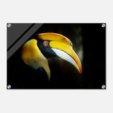 Animal Kingdom Wall art print collection | Great Indian Hornbill - Acrylic Print - 40x60 cm / 16x24″ - 