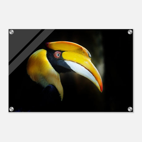 Animal Kingdom Wall art print collection | Great Indian Hornbill - Acrylic Print - 40x60 cm / 16x24″ - 
