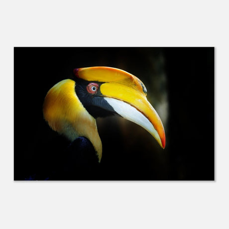 Animal Kingdom Wall art print collection | Great Indian Hornbill - Aluminum Print - 30x45 cm / 12x18″ - 