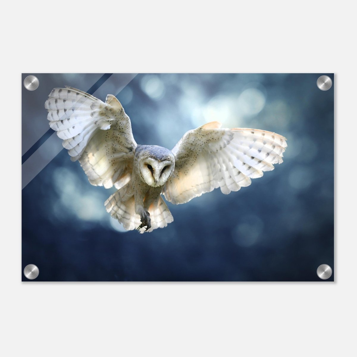 Animal Kingdom Wall art print collection | Owl - Acrylic Print - 30x45 cm / 12x18″ - 