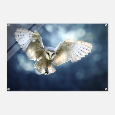 Animal Kingdom Wall art print collection | Owl - Acrylic Print - 60x90 cm / 24x36″ - 