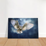 Animal Kingdom Wall art print collection | Owl - Brushed Aluminum Print - 50x75 cm / 20x30″ - 