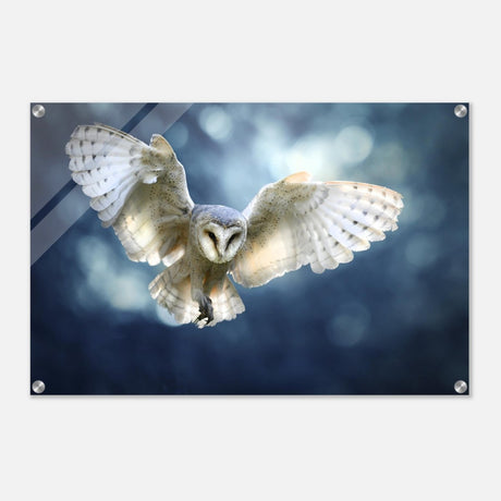 Animal Kingdom Wall art print collection | Owl - Acrylic Print - 50x75 cm / 20x30″ - 