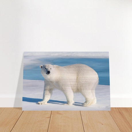 Animal Kingdom Wall art print collection | Polar bear - Brushed Aluminum Print - 60x90 cm / 24x36″ - 