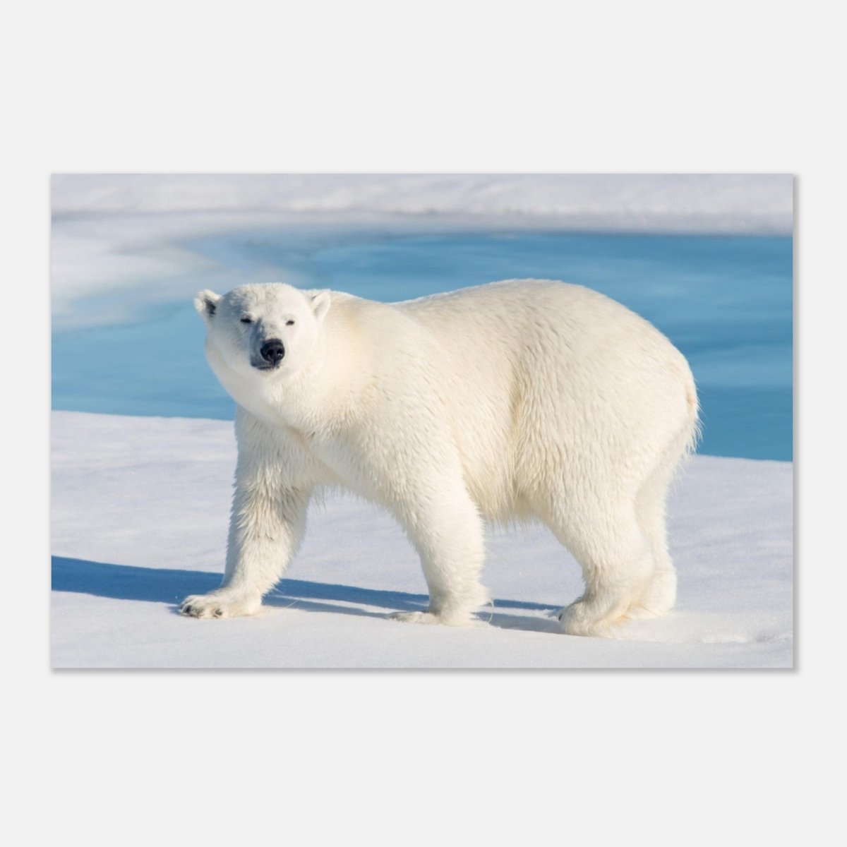 Animal Kingdom Wall art print collection | Polar bear - Aluminum Print - 30x45 cm / 12x18″ - 