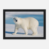 Animal Kingdom Wall art print collection | Polar bear - Framed Canvas - 30x45 cm / 12x18″ - Black frame